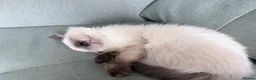 Ragdoll cats for sale: Ragdoll kitten seal colourpoint  in Buckley - Advert 4