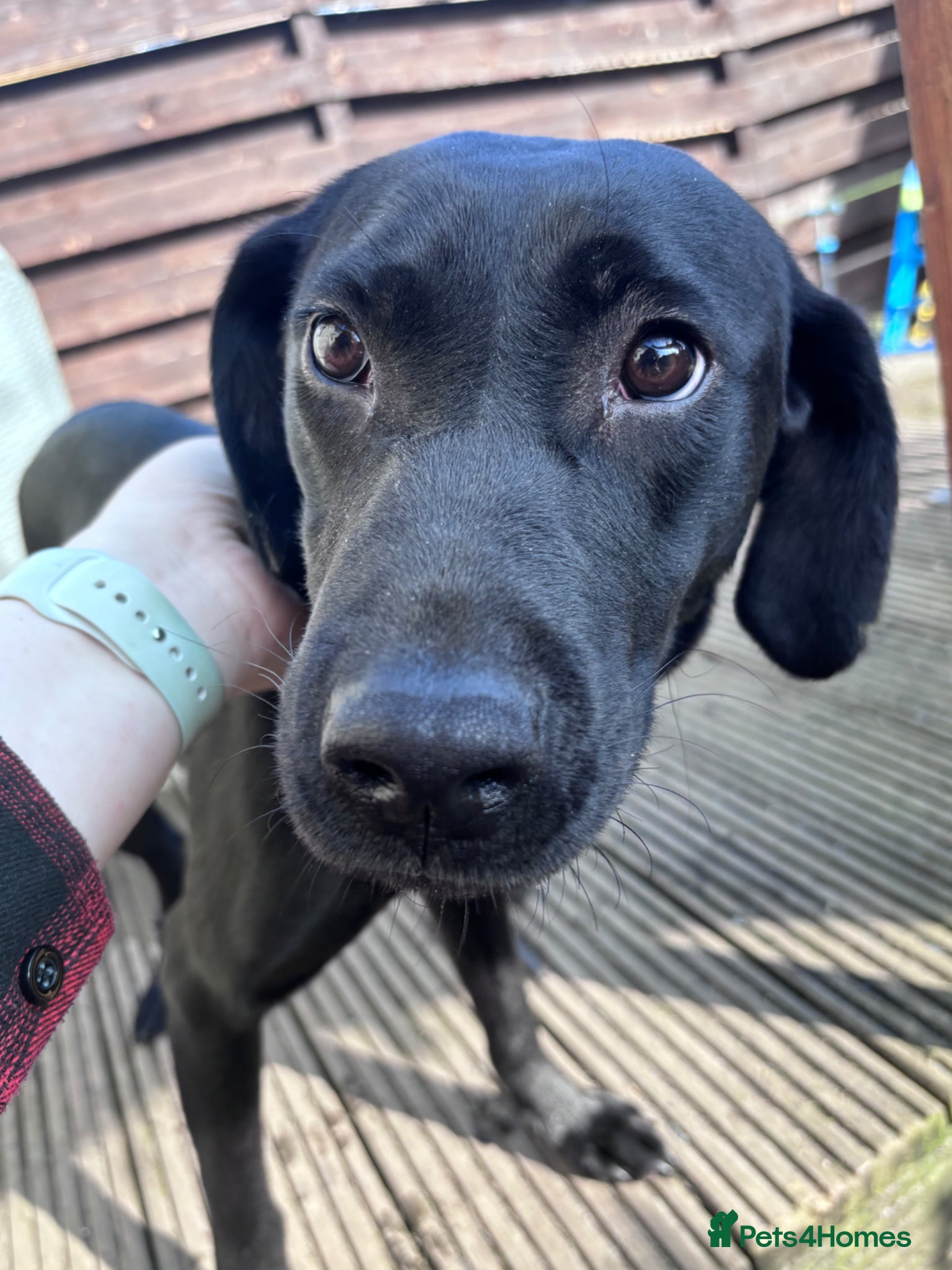 Labrador Retriever dogs KC registered pup for sale  - Advert 1