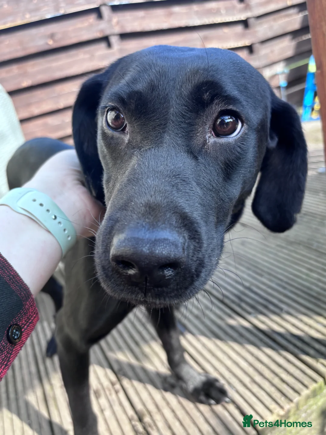 Labrador Retriever dogs for sale: KC registered pup for sale  - Advert 1