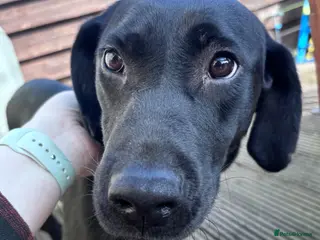 Labrador Retriever dogs KC registered pup for sale - Advert 6