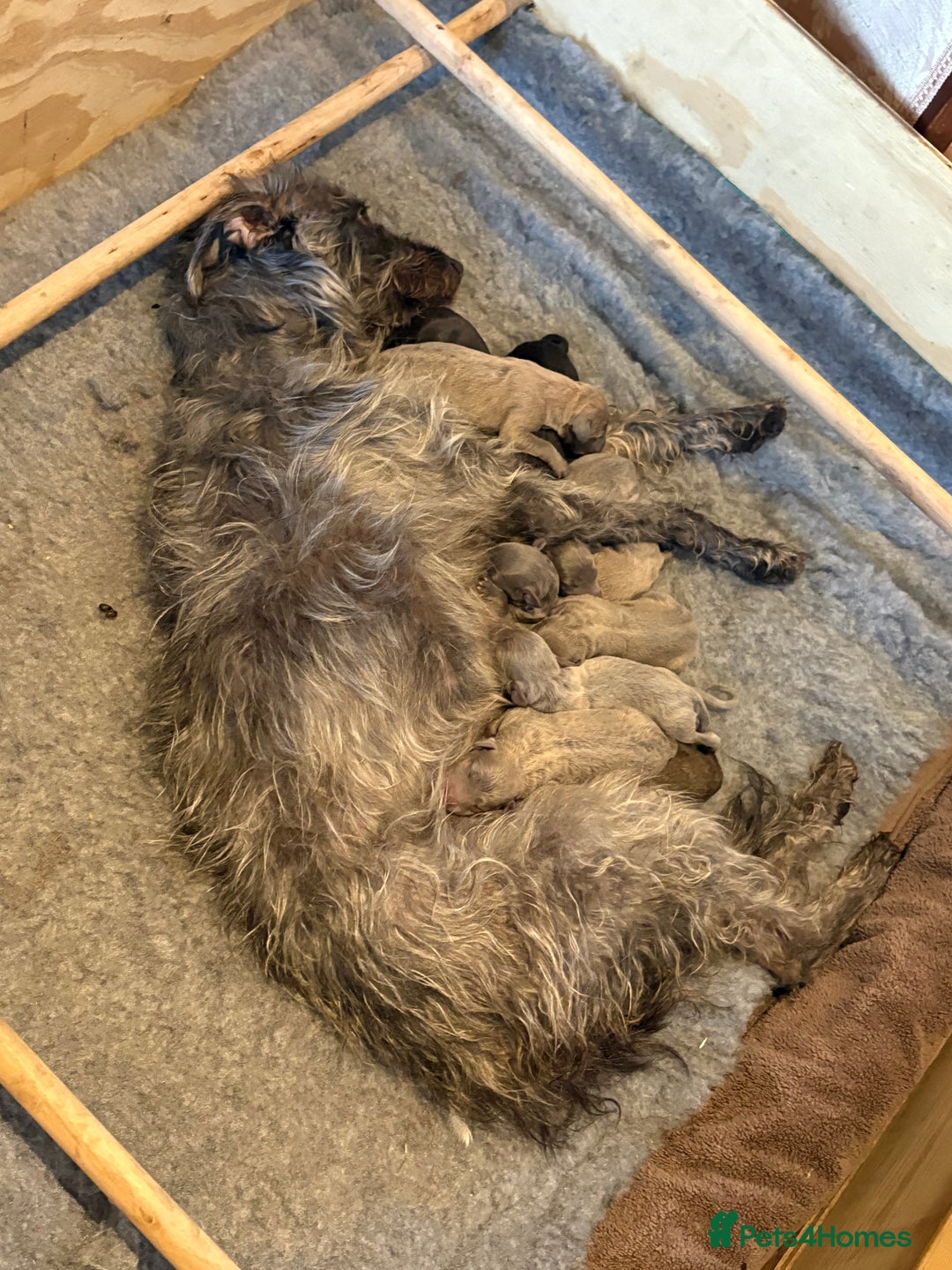 Mixed Breed dogs for sale: Bedlington whippet puppies  - Advert 13