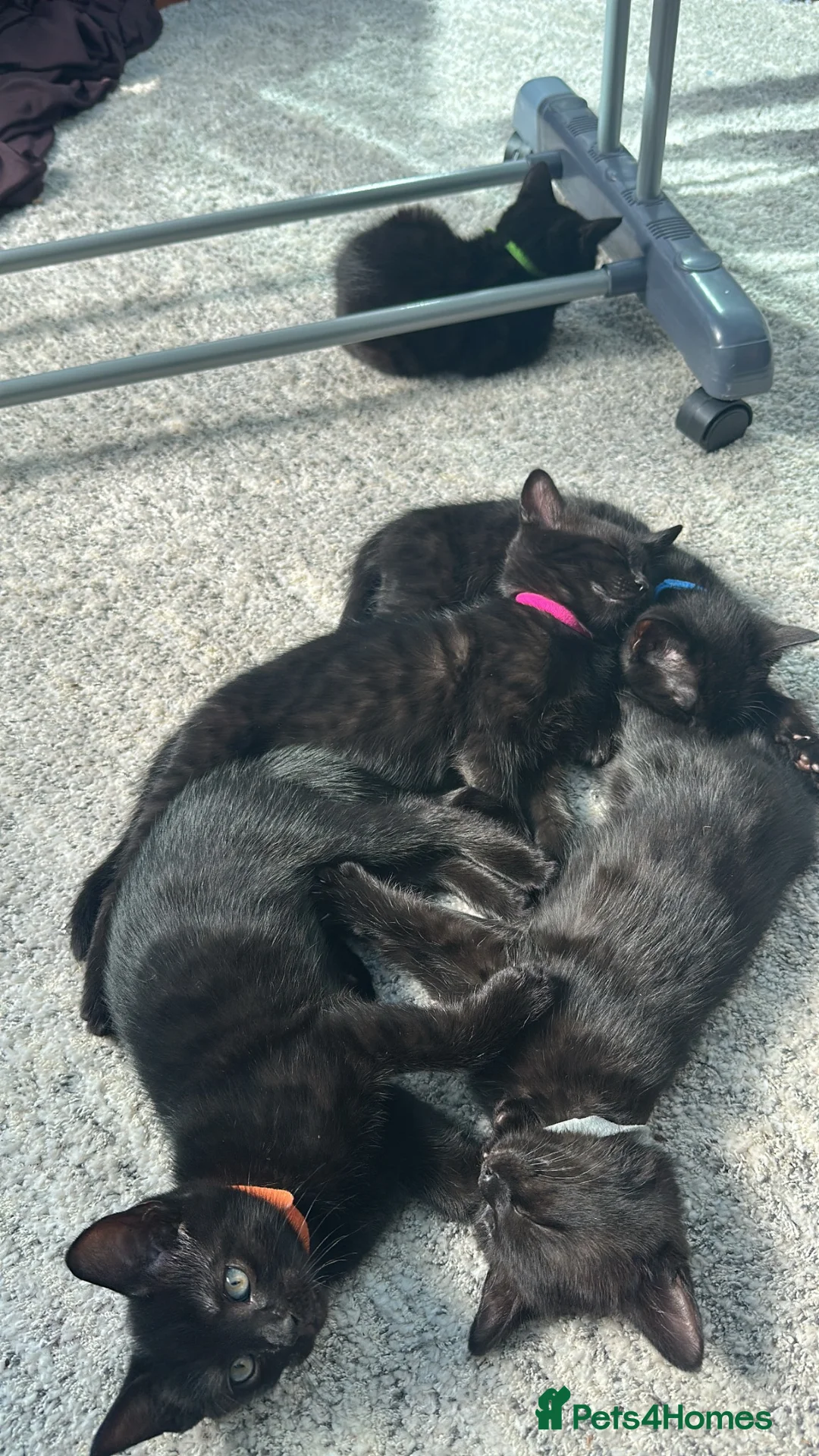 Mixed Breed cats for sale: Bengal Cross Kittens – Ready to Leave - Advert 2