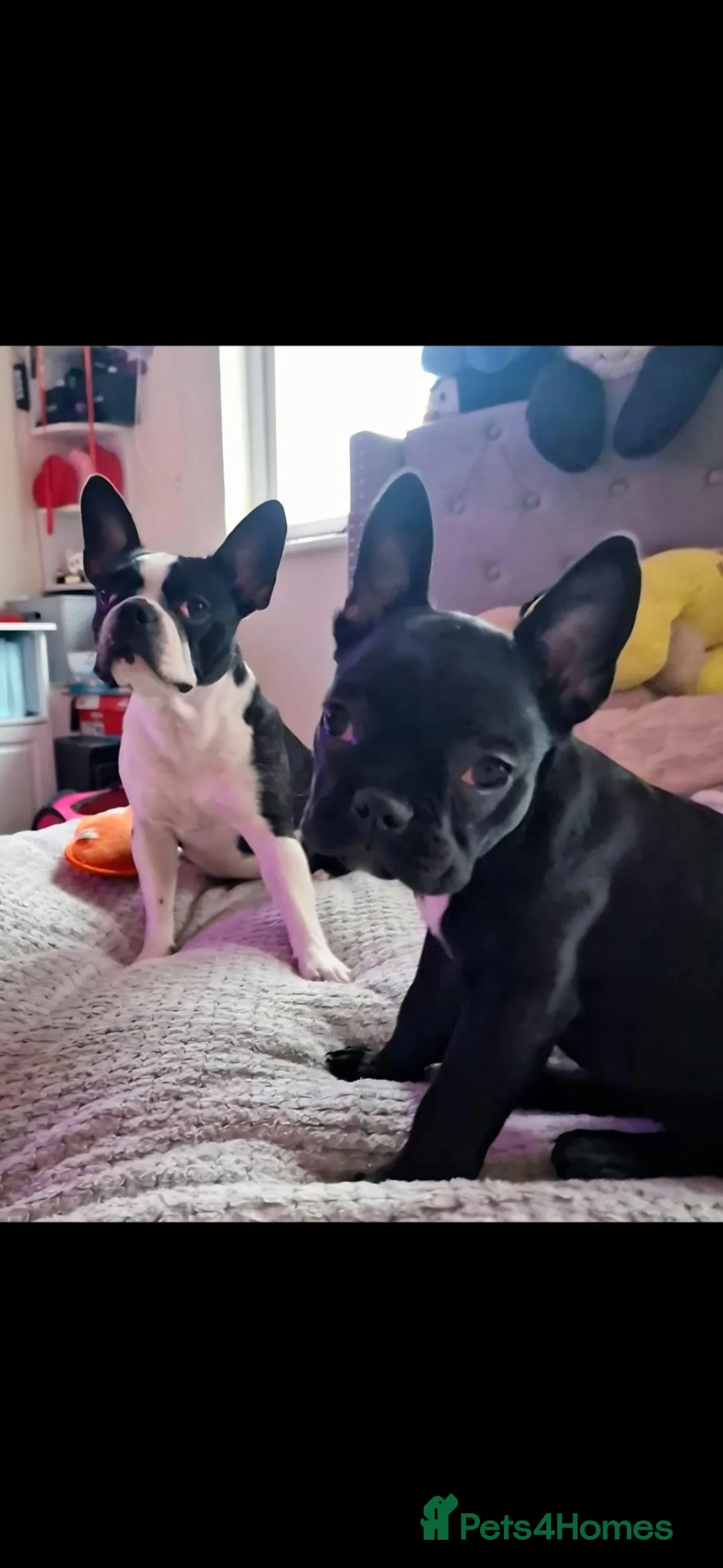 Mixed Breed dogs for sale: Kiki and Momo best friends in Poole - Advert 1