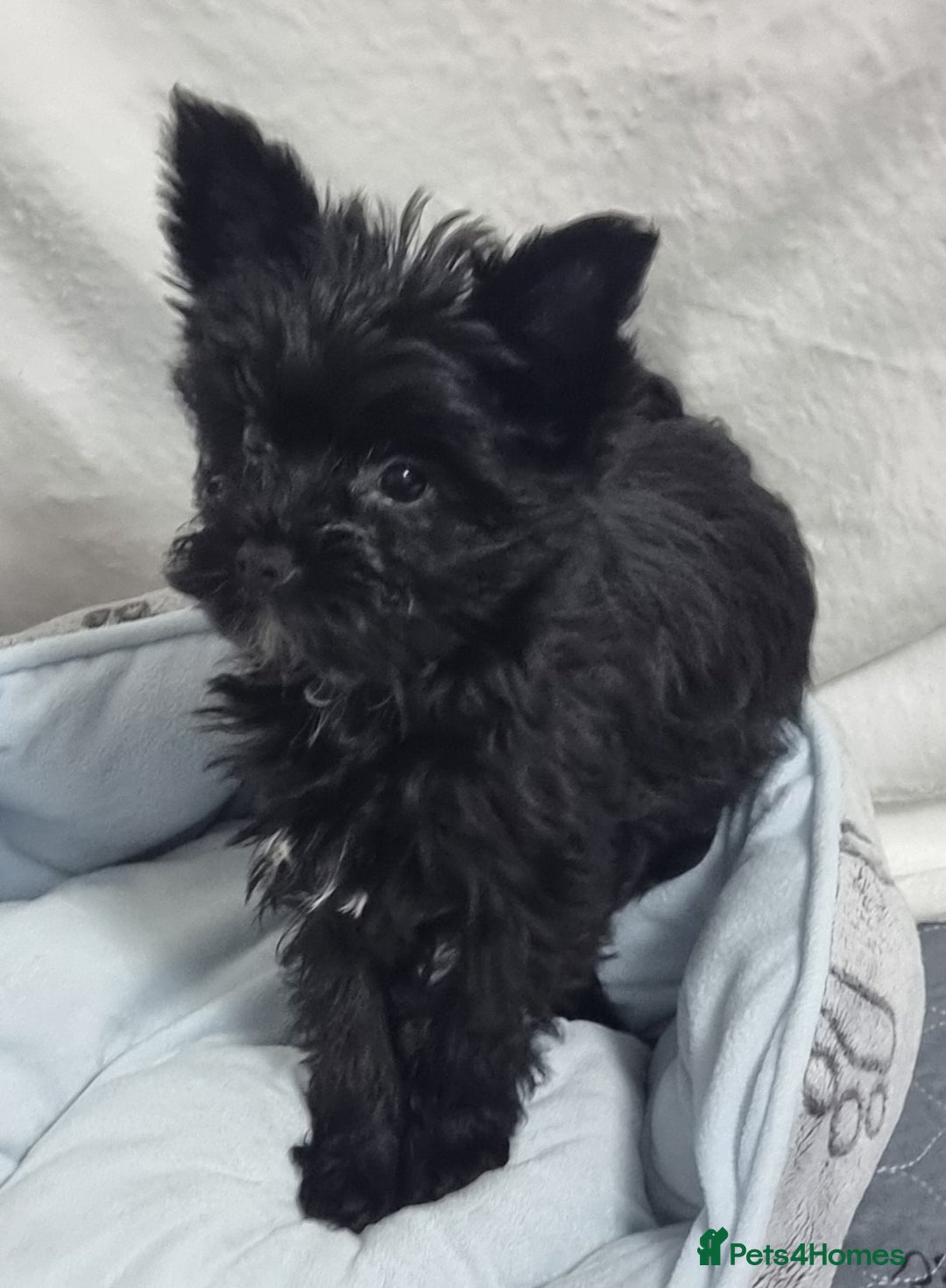 Yorkshire Terrier dogs for sale: Yorkshire Terrier puppies  - Image 10