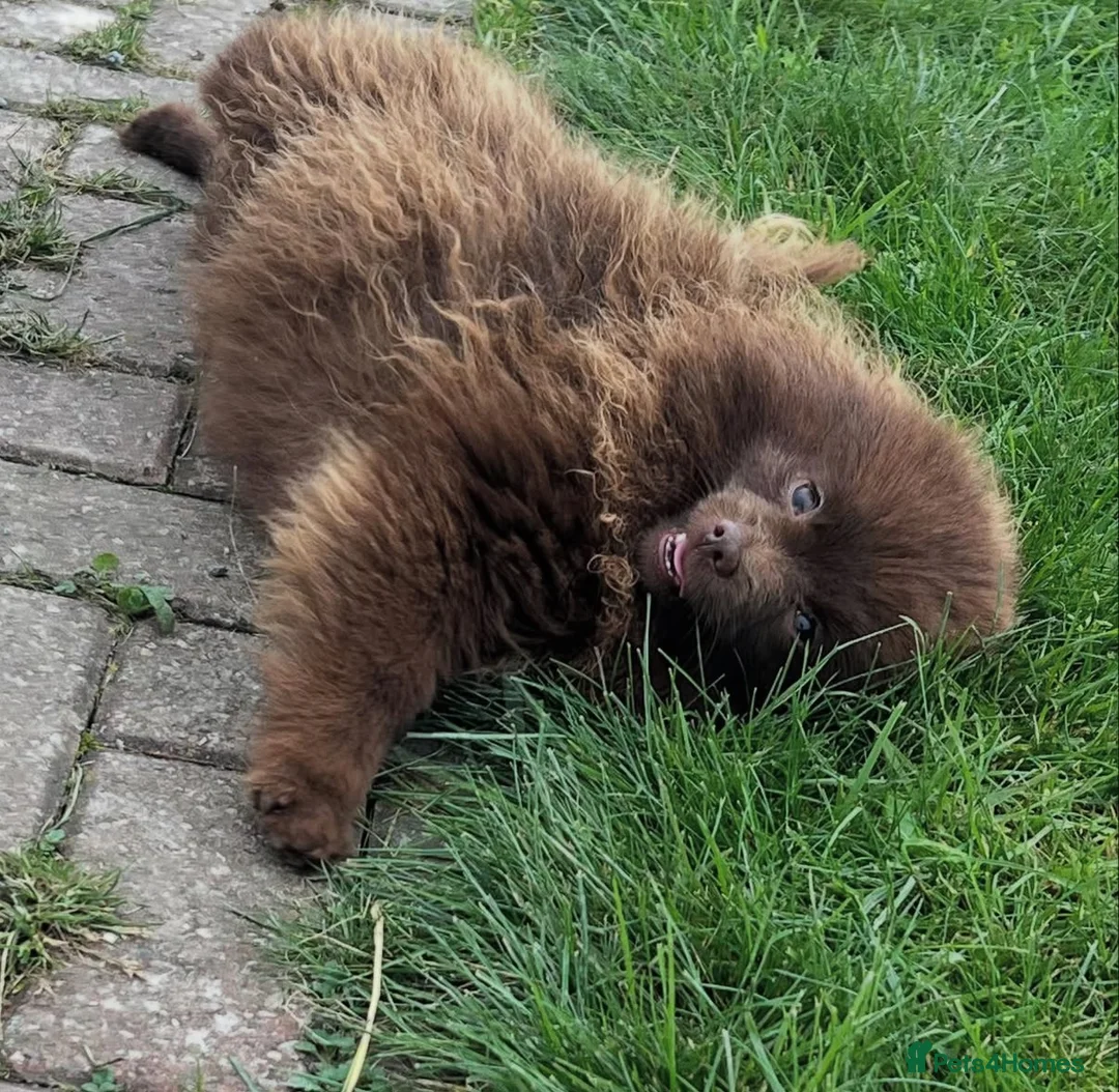 Pomeranian dogs for sale: 🧸💙 3 true to type Pomeranian male bears 💙🧸 - Advert 8