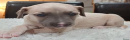 Whippet dogs for sale: KC  REG WHIPPET PUPS - Advert 4