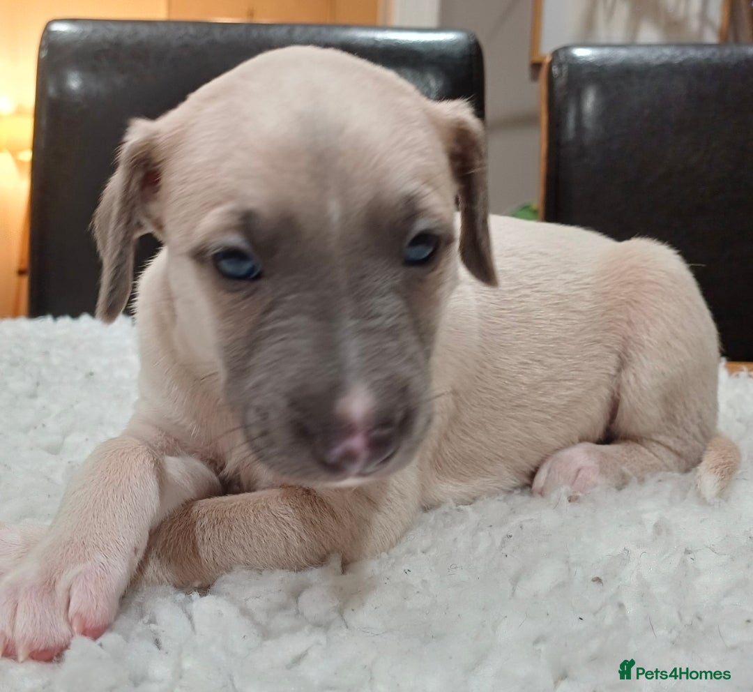 Whippet dogs for sale: KC  REG WHIPPET PUPS - Advert 4