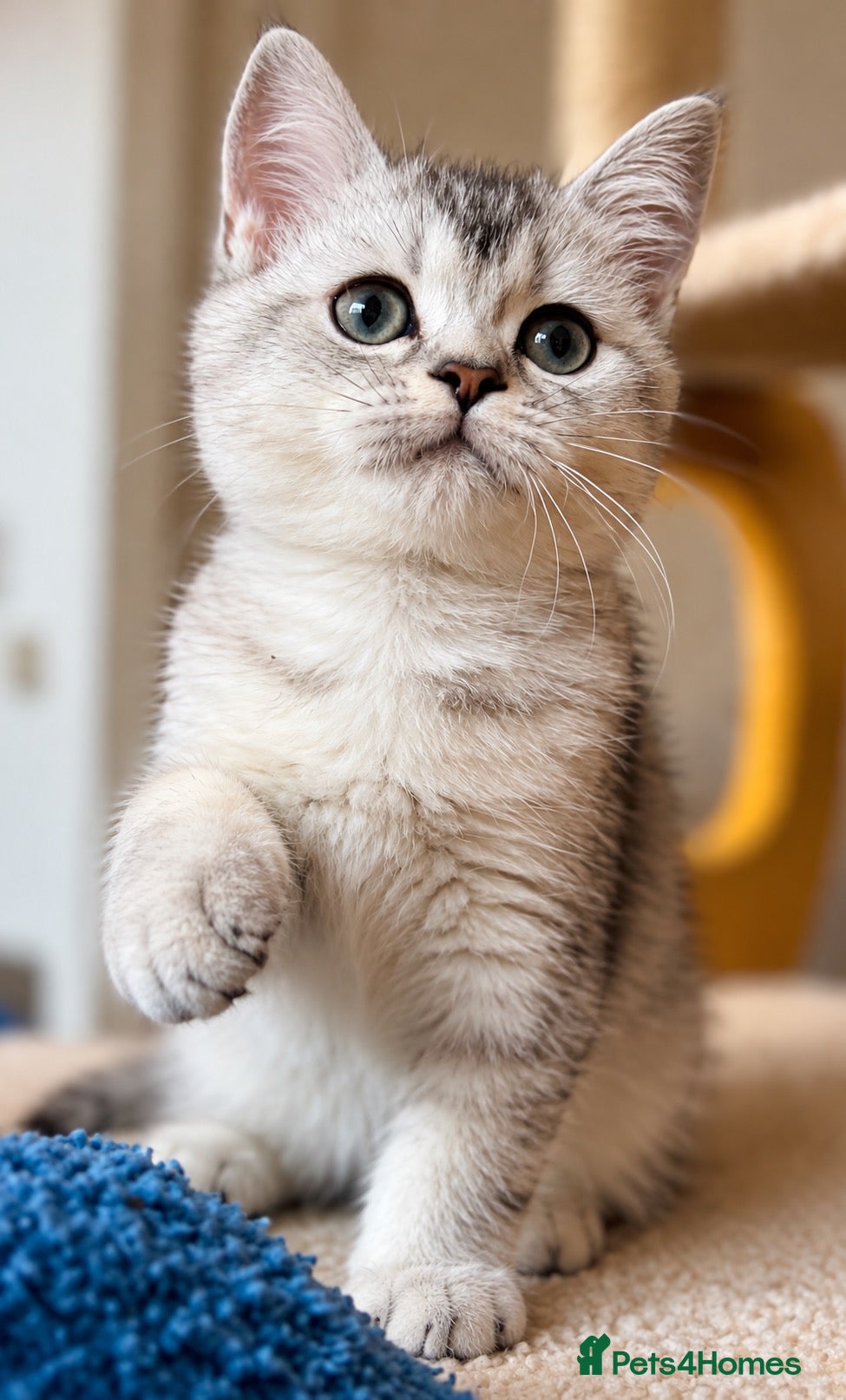 Scottish Fold cats 🩵🩷 Adorable pedigree kittens SF/ BSH - Advert 1
