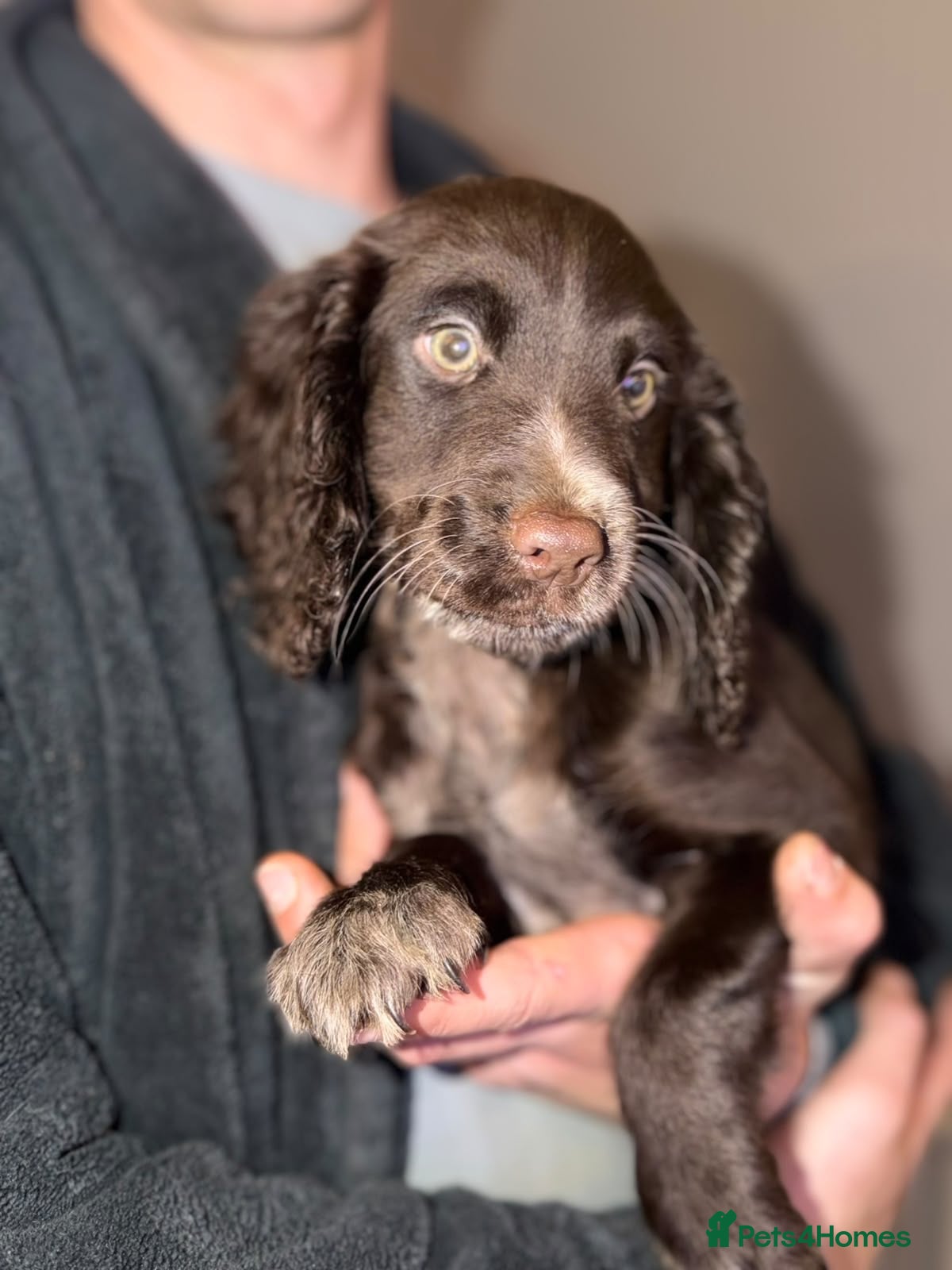 Sprocker dogs for sale: Sprocker! Ready to leave! - Advert 1