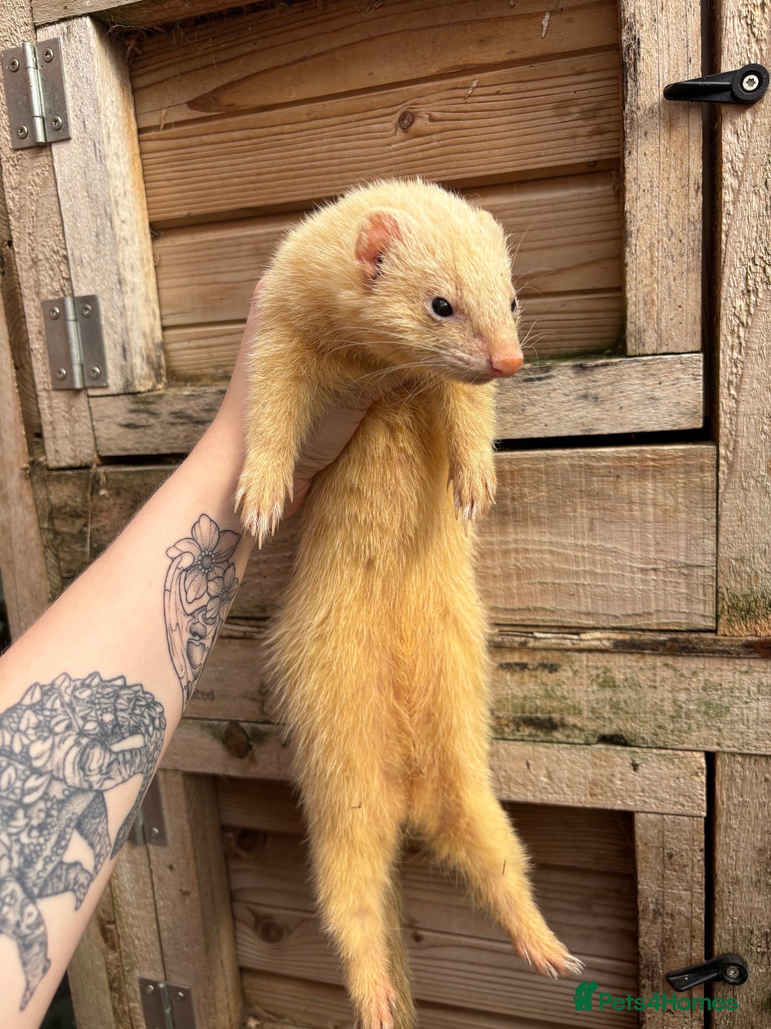 Ferret rodents Female ferret - Advert 3