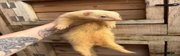 Ferret rodents for sale: Female ferret in Nottingham - Advert 1