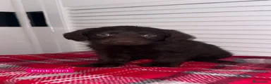 Labradoodle 7