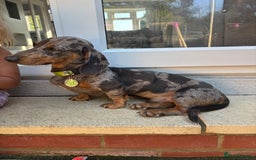 Miniature Dachshund dogs for stud: Miniature dachshund stud dog - Image 2