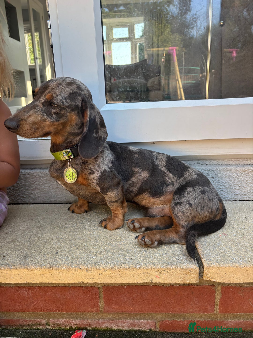 Miniature Dachshund dogs for stud: Miniature dachshund stud dog - Image 2