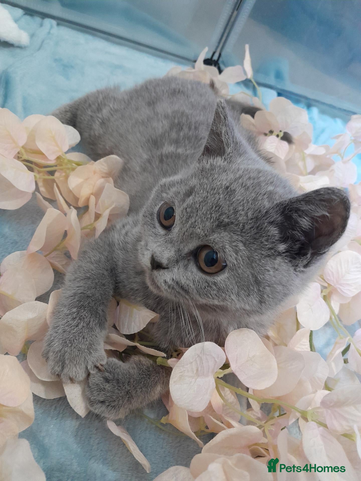 British Shorthair cats for sale: Adorable GCCF Ready British Shorthair Kittens - Advert 1