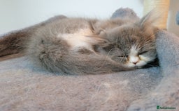 Persian cats for sale: Kitten  - Image 19
