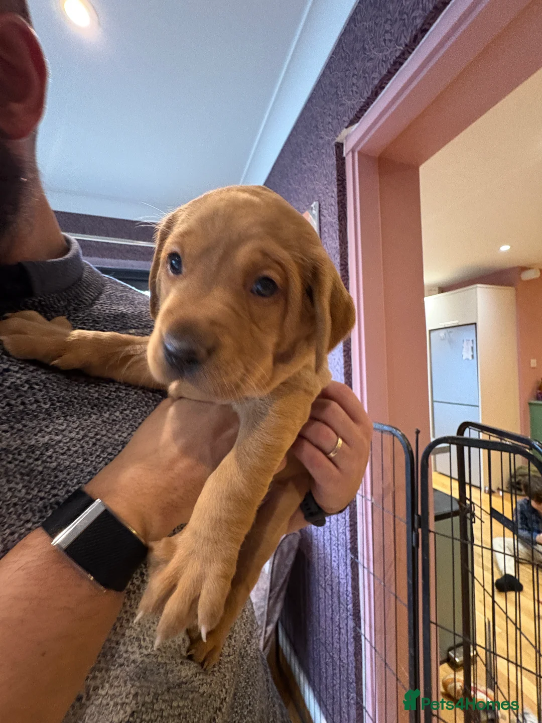 Labrador Retriever dogs for sale: Fox Red Labrador Puppies - Advert 4