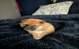 Japanese Shiba Inu dogs for sale: Lovely Shiba Inu Puppies, Last One Left - Advert 6