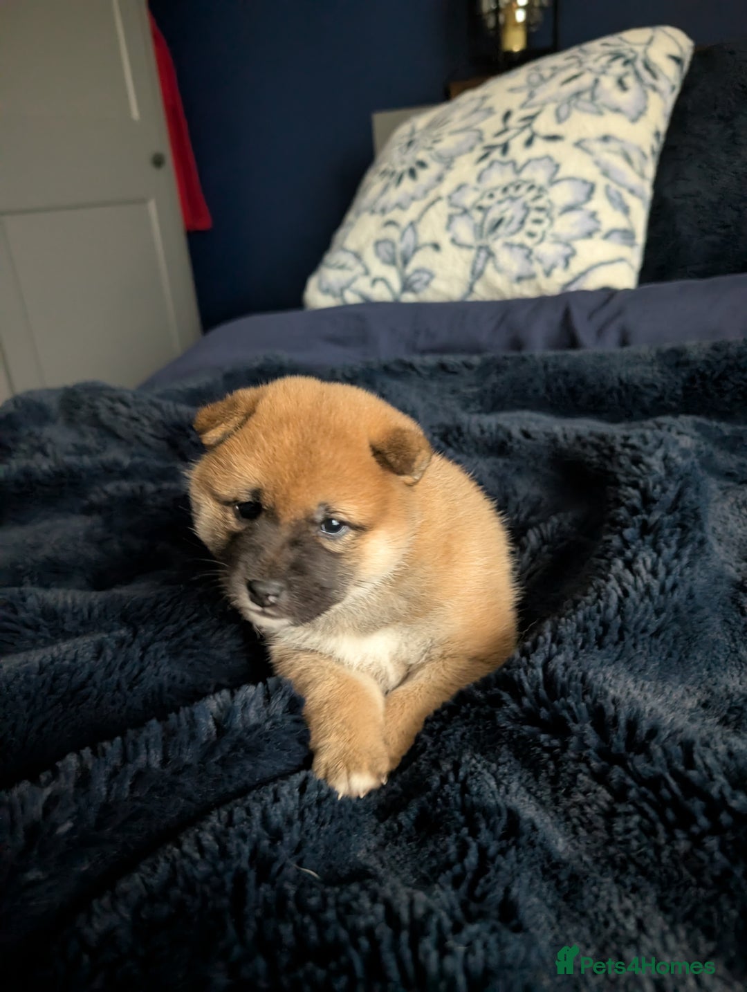 Japanese Shiba Inu dogs for sale: Lovely Shiba Inu Puppies, Last One Left - Advert 6