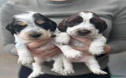 Cocker Spaniel dogs for sale: Cocker spaniel puppys for sale! - Advert 2