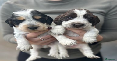 Cocker Spaniel dogs Cocker spaniel puppys for sale! - Advert 4