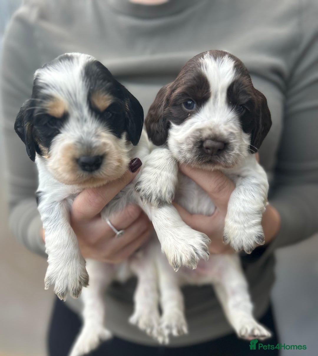 Cocker Spaniel dogs for sale: Cocker spaniel puppys for sale! - Advert 2