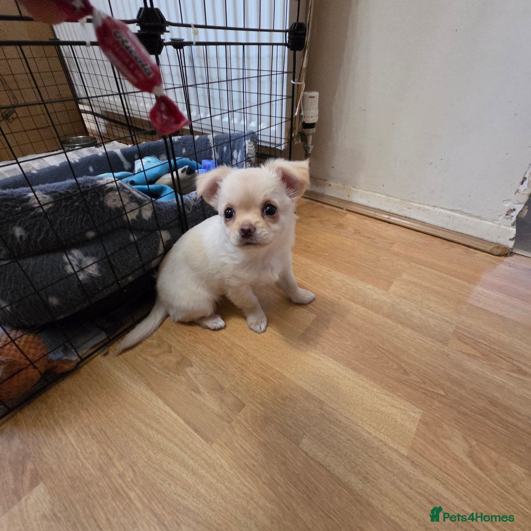 Chihuahua dogs for sale: Chihuahua PUPPY - Advert 8