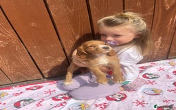 Cocker Spaniel dogs for sale: Beautiful cocker spaniel puppies  - Image 12