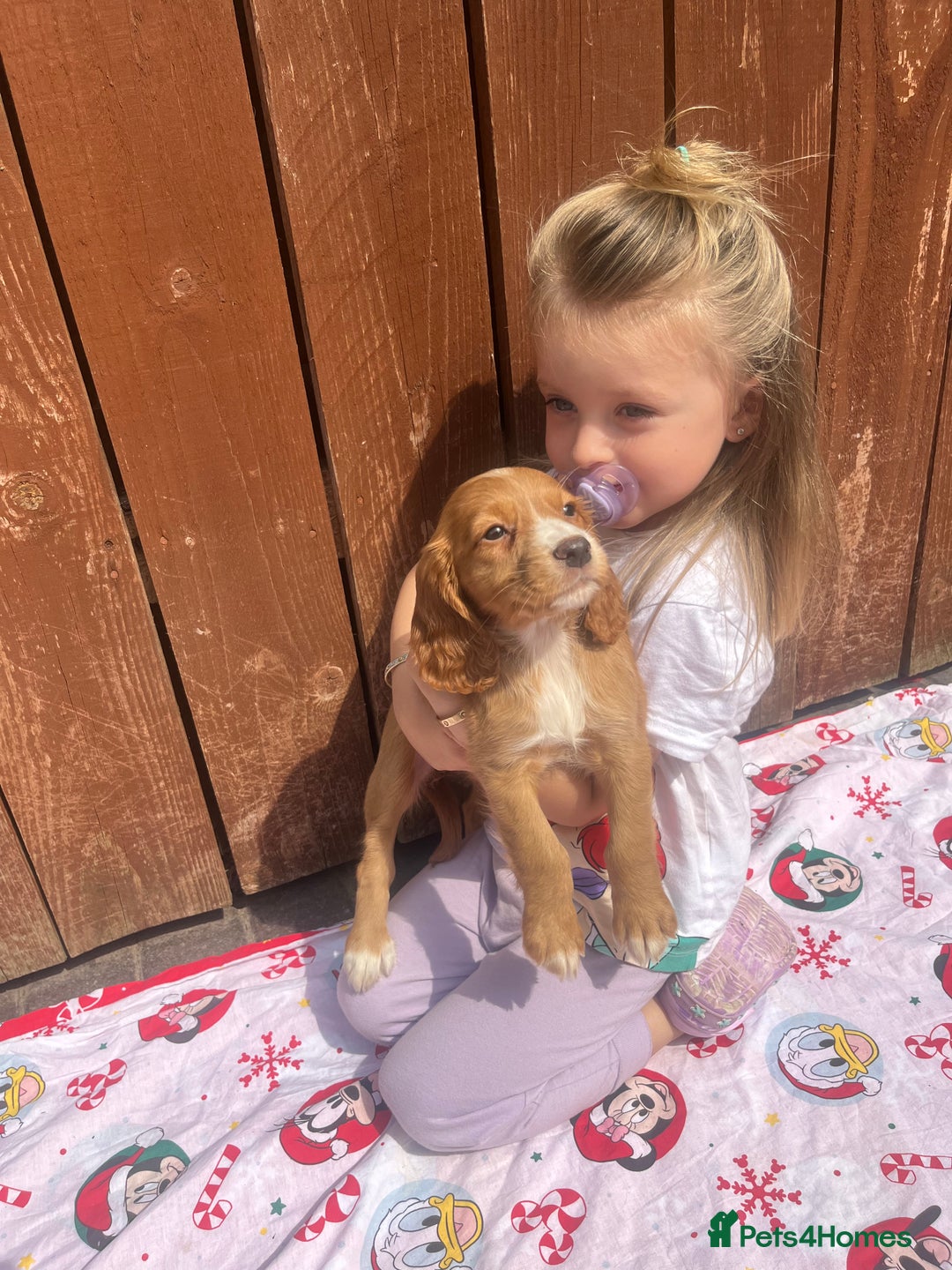 Cocker Spaniel dogs for sale: Beautiful cocker spaniel puppies  - Image 12