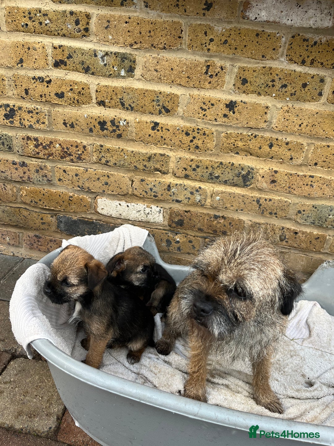 Border Terrier dogs for sale: Stunning border terries  - Advert 15
