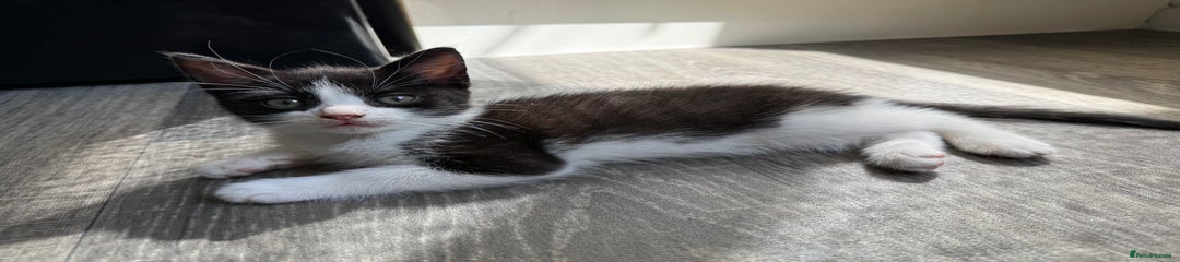 Domestic Shorthair Kitten 1