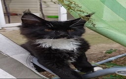 Maine Coon cats for sale: Maine-Coon kittens  - Image 38