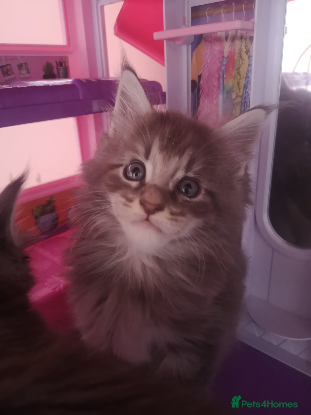 Maine Coon cats for sale: Maine Coon Kittens Parents Fully Health Tested - Image 13