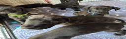 Great Dane dogs for sale: Ready now! Beautiful KC Great Dane puppies  - Advert 23
