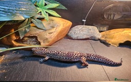 Leopard Gecko reptiles for sale: Leopard Gecko for sale - Image 4
