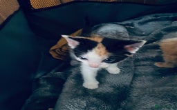 Mixed Breed cats for sale: Fluffy ginger & short fur calico 🐱🤩 - Image 13