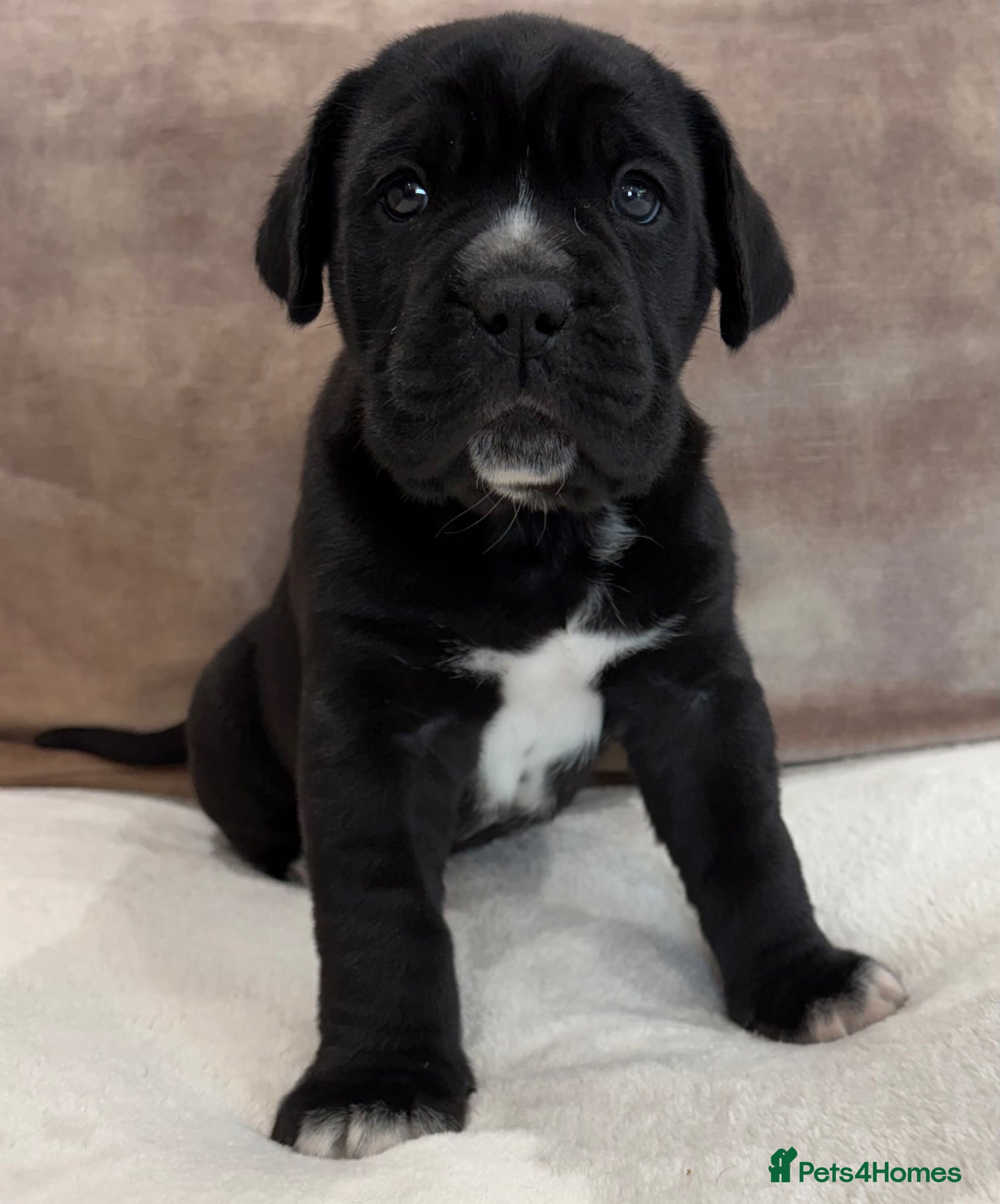 Cane Corso dogs Beautiful pure bred cane corso pups  - Advert 2