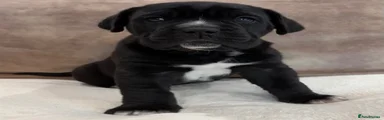 Cane Corso Puppy 1