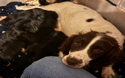 Sproodle dogs for sale: Beautiful Sproodle pups  - Image 14