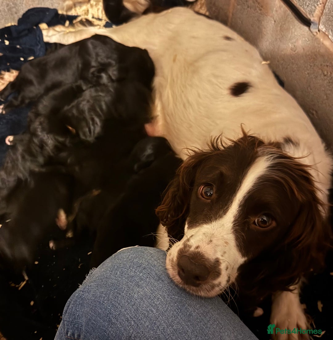 Sproodle dogs for sale: Beautiful Sproodle pups  - Image 14
