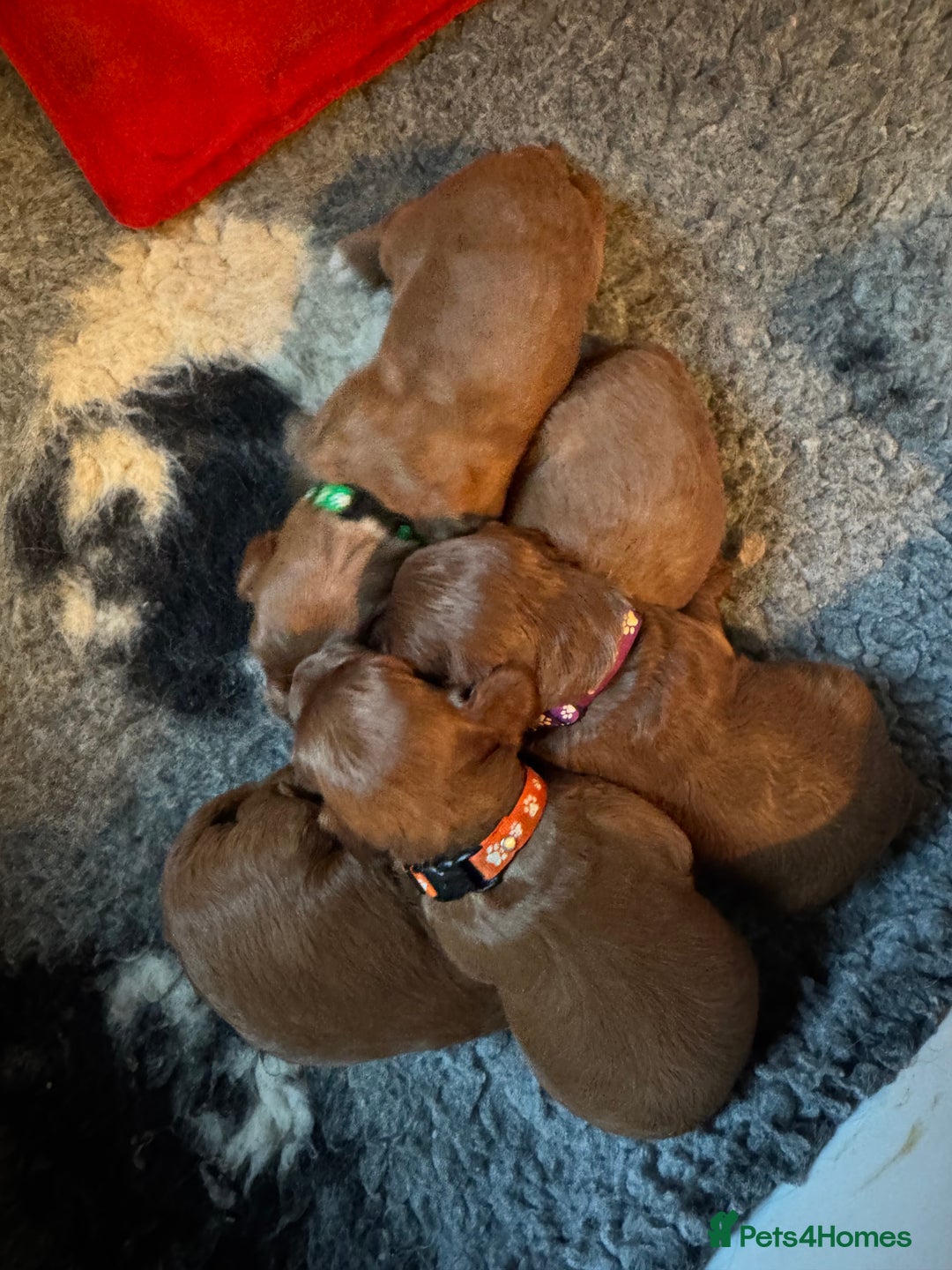 Cavapoo dogs for sale: Stunning F1 Toy Cavapoo’s 5* licensed breeder DNA - Advert 4
