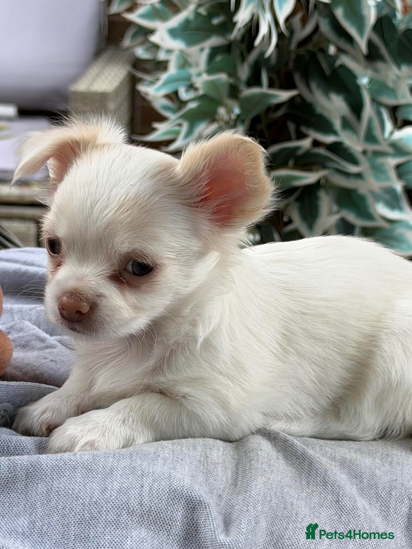 Chihuahua dogs Very Small  Russian Cream Lng Hair Chihuahua Girl - Advert 9