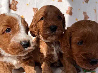 Cockapoo dogs Cockapoo puppies Extensively Health Tested Parrnts - Advert 18