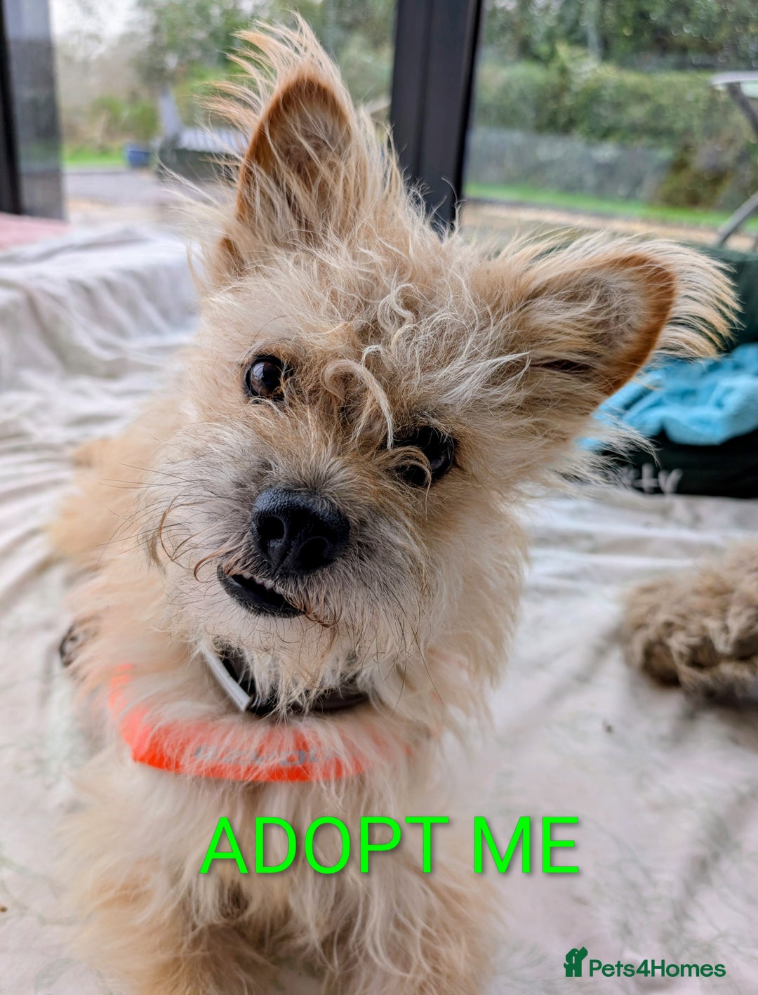 Mixed Breed dogs for sale: Milo, for adoption via Stray2me  - Advert 1