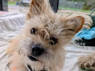 Mixed Breed dogs Milo, for adoption via Stray2me - Advert 5