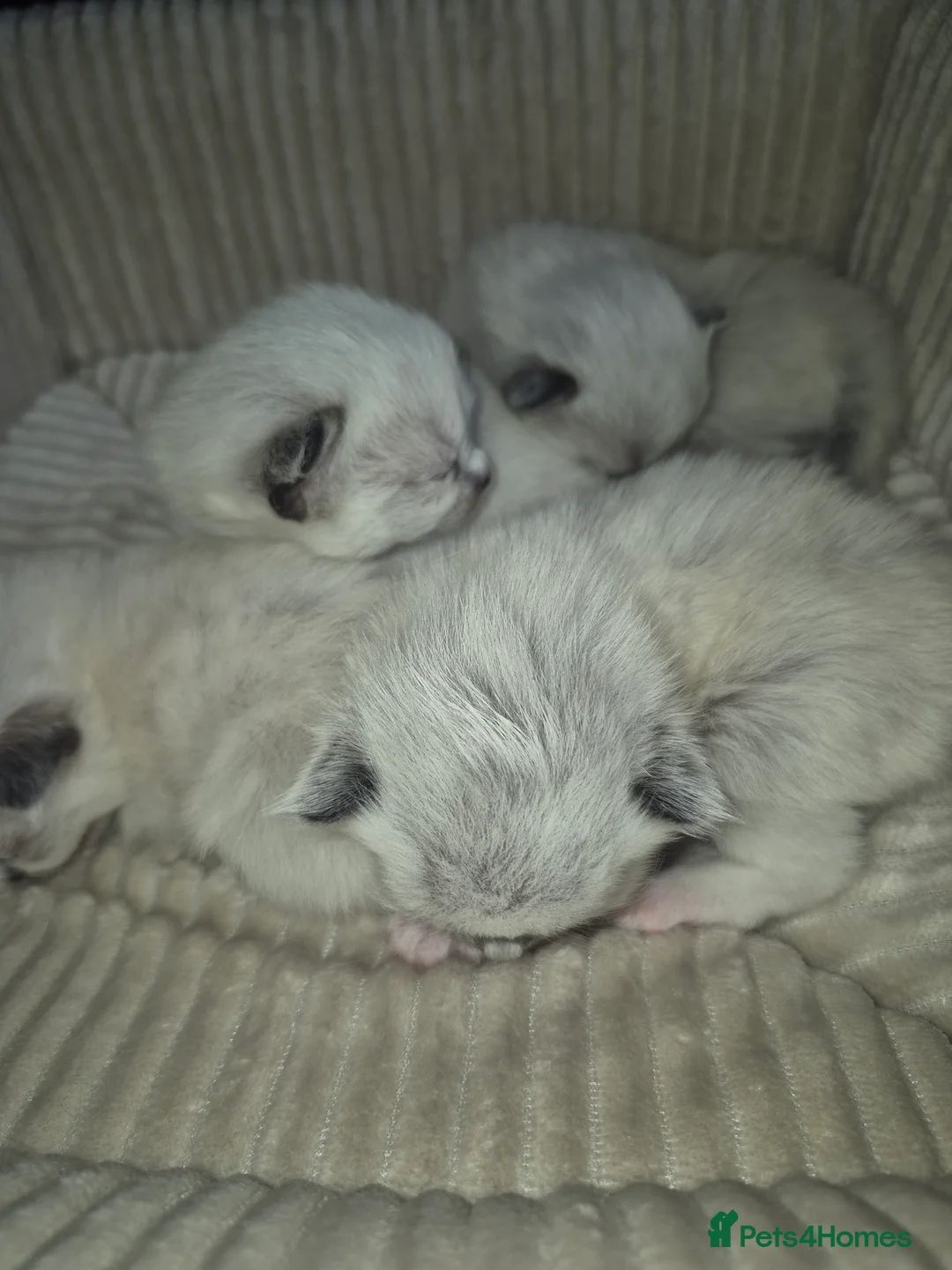 Ragdoll cats for sale: GCCF Reg. Ragdoll kittens Champion lines in Bedford - Advert 1