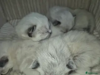 Ragdoll cats GCCF Reg. Ragdoll kittens Champion lines - Advert 13