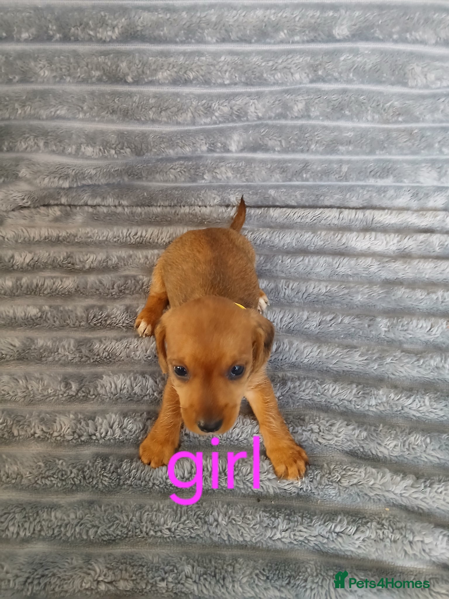Mixed Breed dogs for sale: 8 dachshund x jack Russel puppies  in Henfield - Advert 9