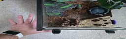 Tarantulas invertebrates for sale: Acanthoscurria geniculata fully grown adult female - Advert 4