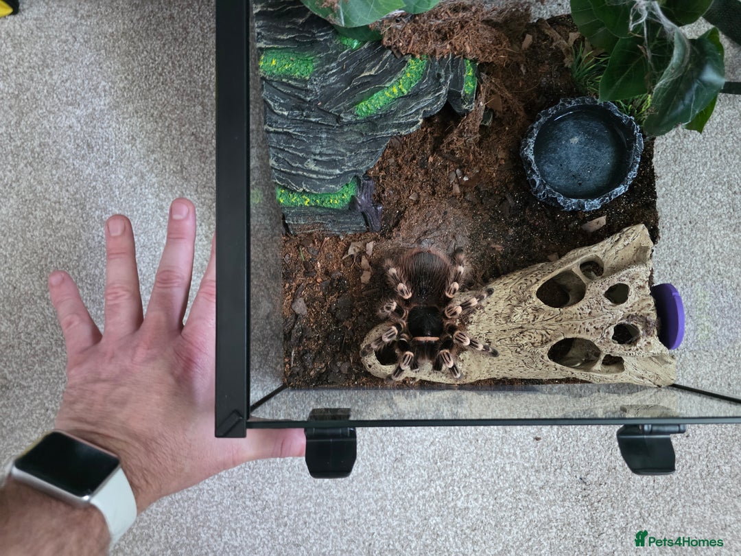 Tarantulas invertebrates for sale: Acanthoscurria geniculata fully grown adult female - Advert 4